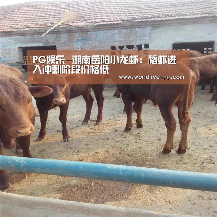 PG娱乐-湖南岳阳小龙虾:稻虾进入冲刺阶段价格低(图4) PG捕鱼